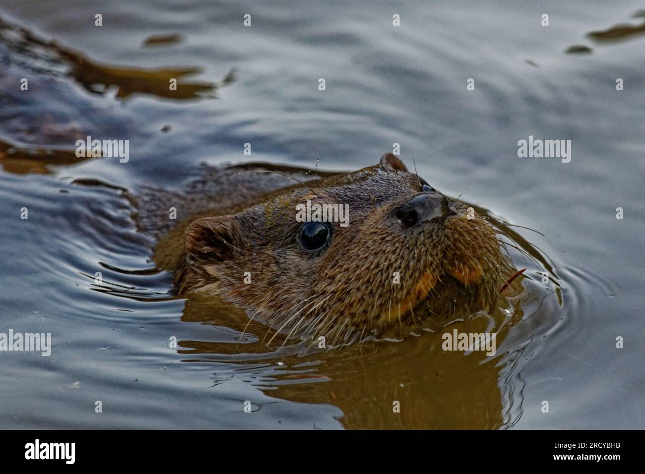 Lontra eurasiatica (Lutra lutra) giovane lontra che nuota con la testa sopra l'acqua. Foto Stock