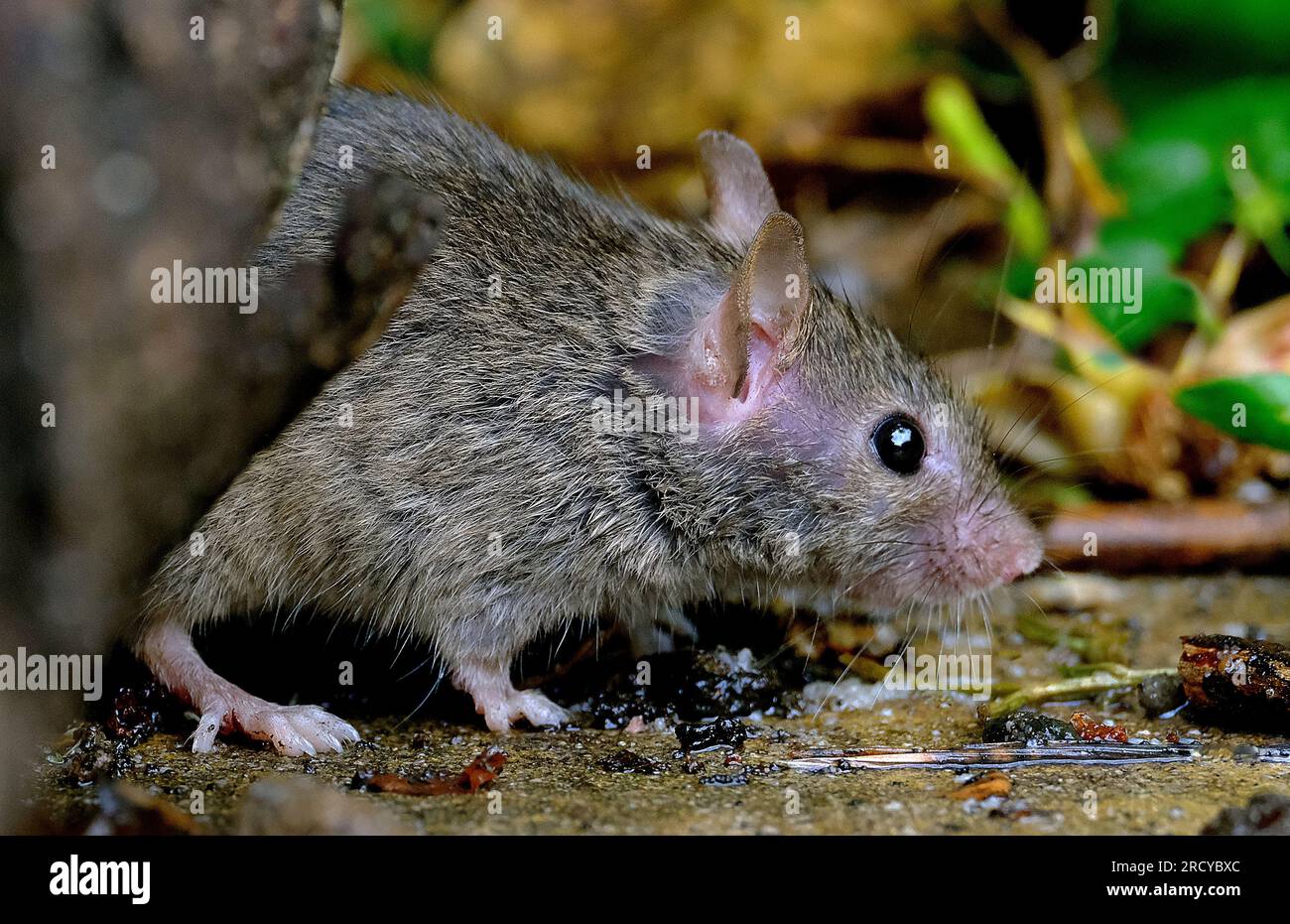Un topo è un piccolo roditore. Tipicamente, i topi sono noti per avere un muso appuntito, piccole orecchie arrotondate e una coda squamosa della lunghezza del corpo. Foto Stock