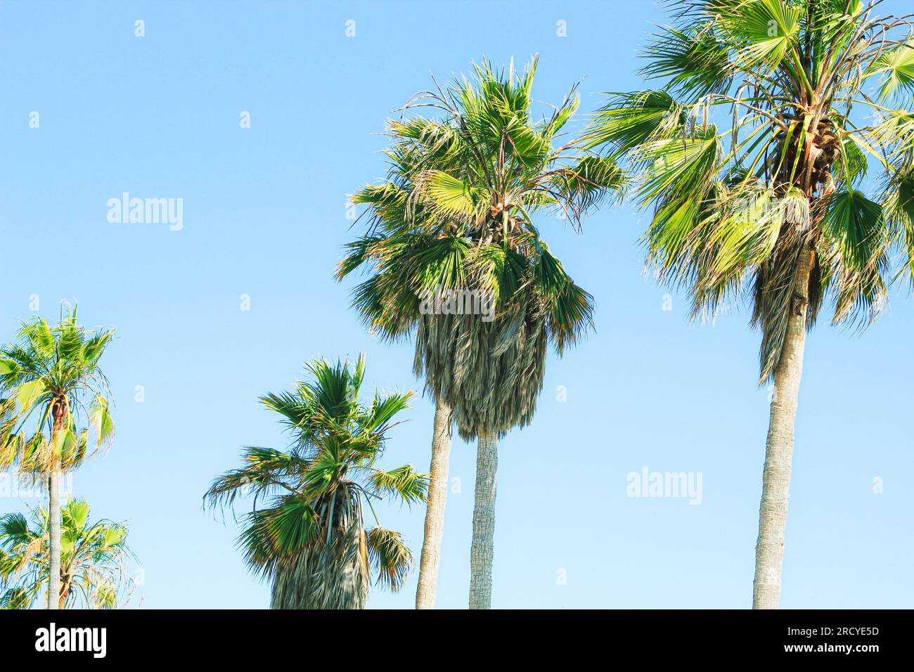 Le palme erano allineate con i cieli blu Foto Stock