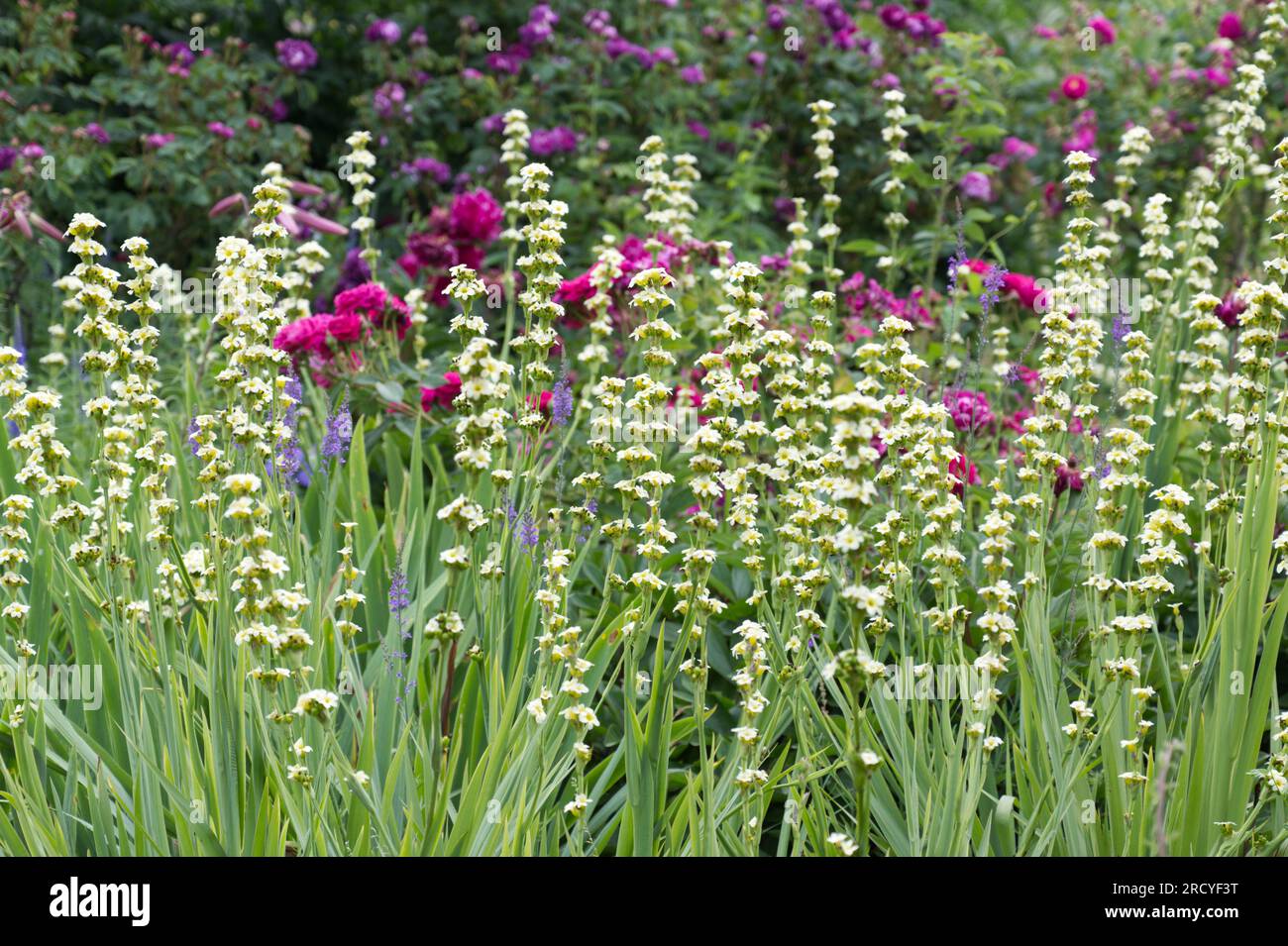 Contorno floreale estivo con fiori gialli pallidi di Sisyrinchium striatum davanti a vecchie rose rosa e toadflax viola Linaria purpurea UK Garden giugno Foto Stock