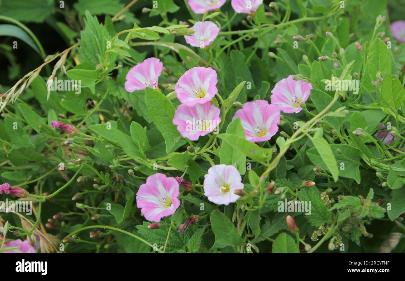Il campo rosa strisciante che si legava, Convolvulus arvensis Foto Stock