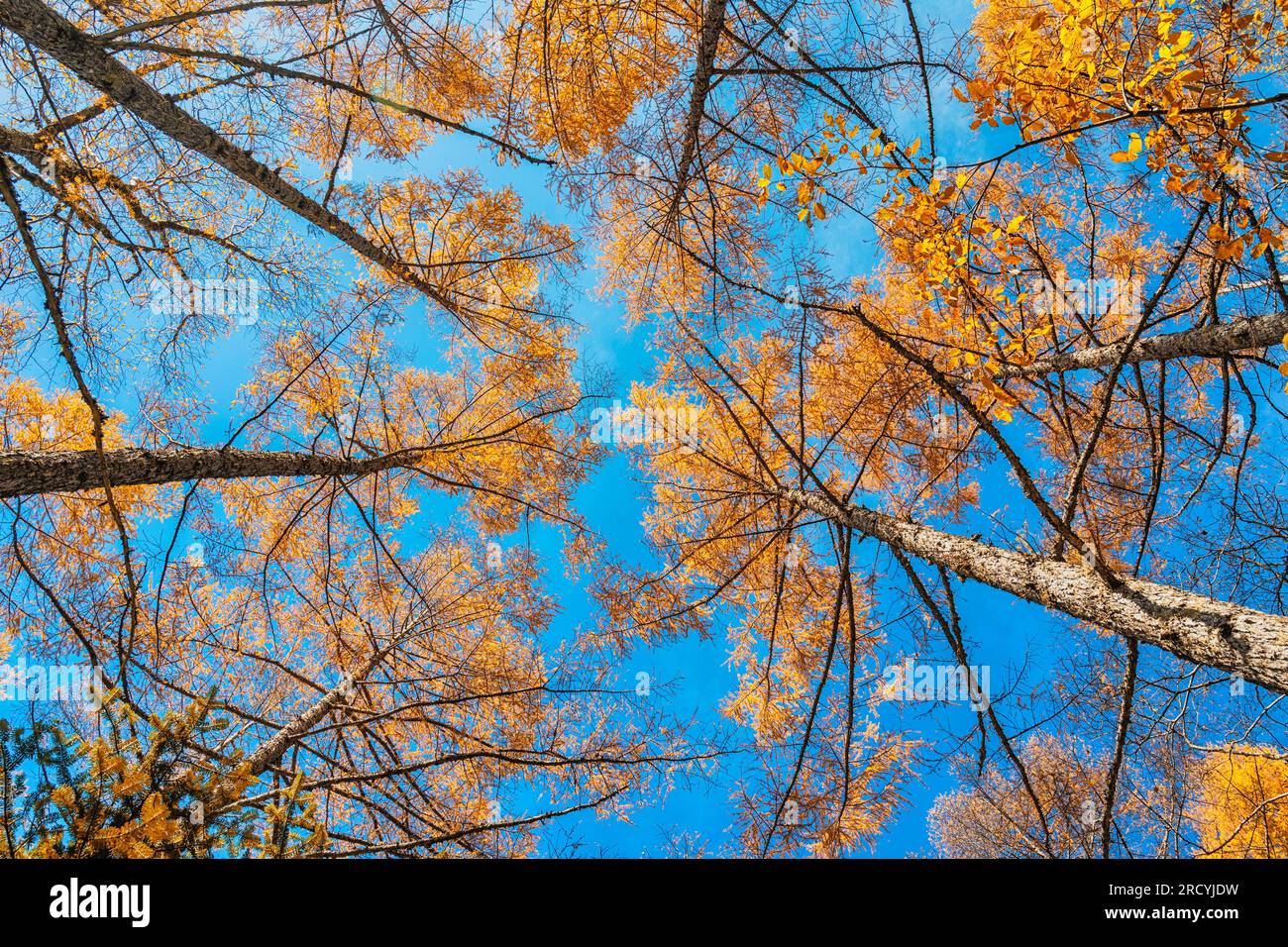 Guardando in alto i pini nella foresta d'autunno con il giallo e foglie rosse fogliame Foto Stock