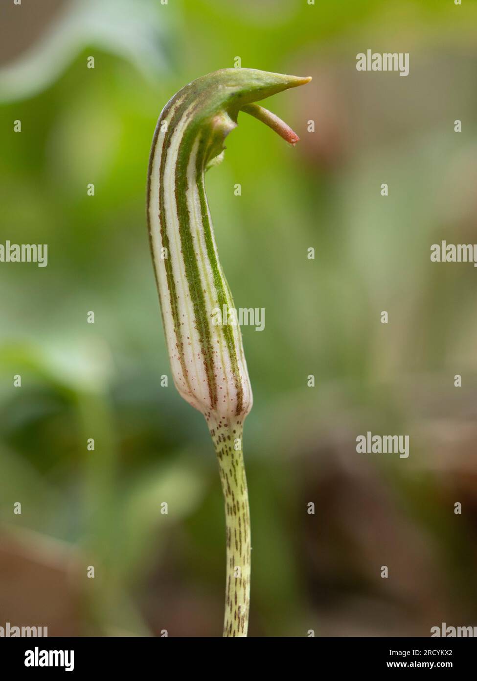 Friar's Cowl or Larus (Arisarum vulgare) Creta, Grecia, aprile Foto Stock