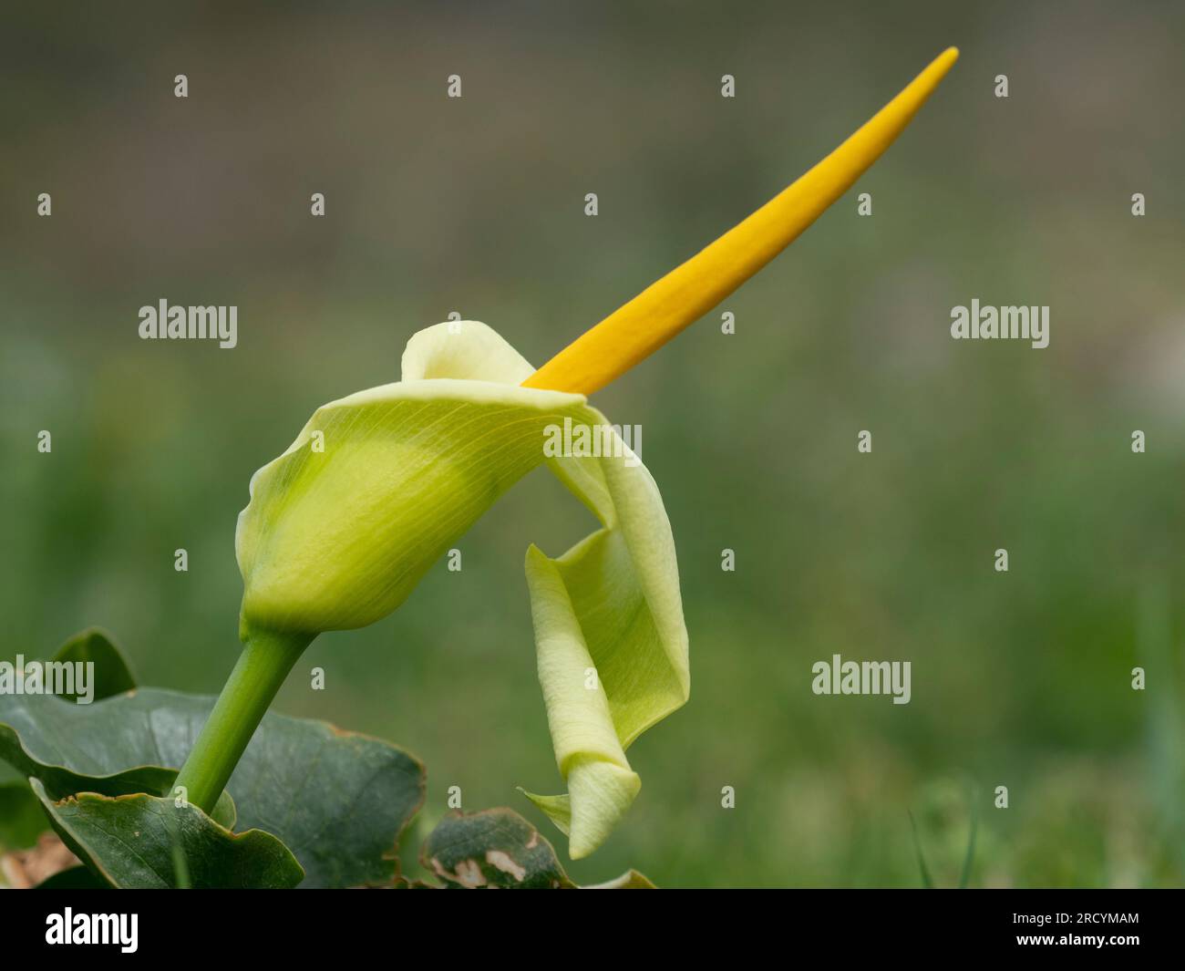 Arum cretese giallo (Arum creticum), Gola di Kotsifou, Creta, Grecia Foto Stock