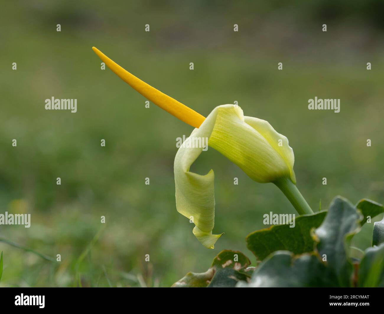 Arum cretese giallo (Arum creticum), Gola di Kotsifou, Creta, Grecia Foto Stock