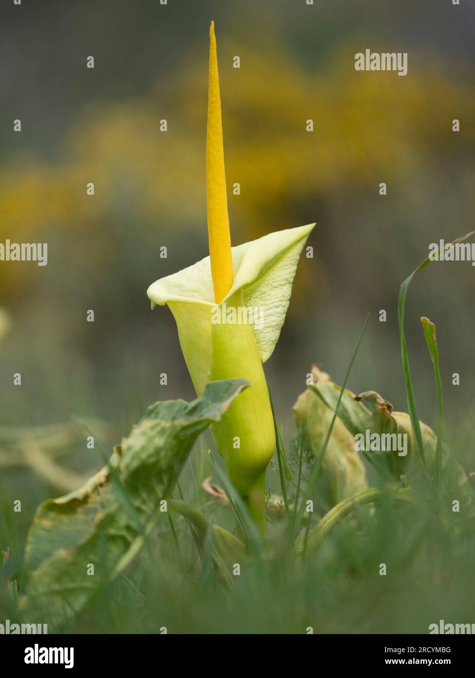 Arum cretese giallo (Arum creticum), Gola di Kotsifou, Creta, Grecia Foto Stock