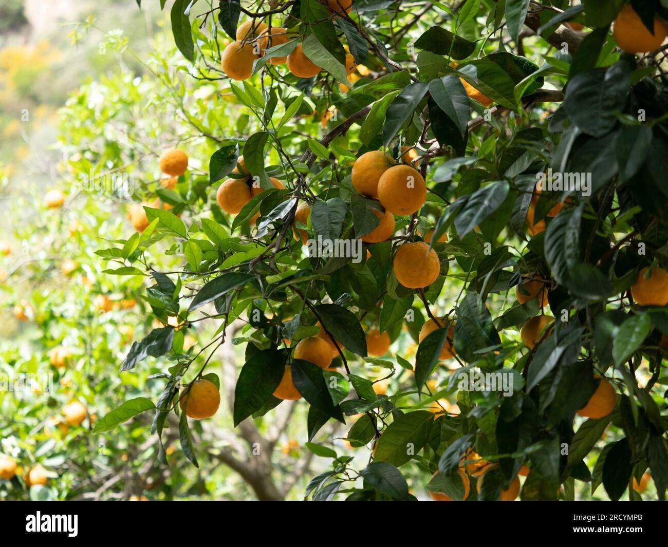 Arance mature sugli alberi (Citrus sinensis), Creta centrale, Grecia Foto Stock