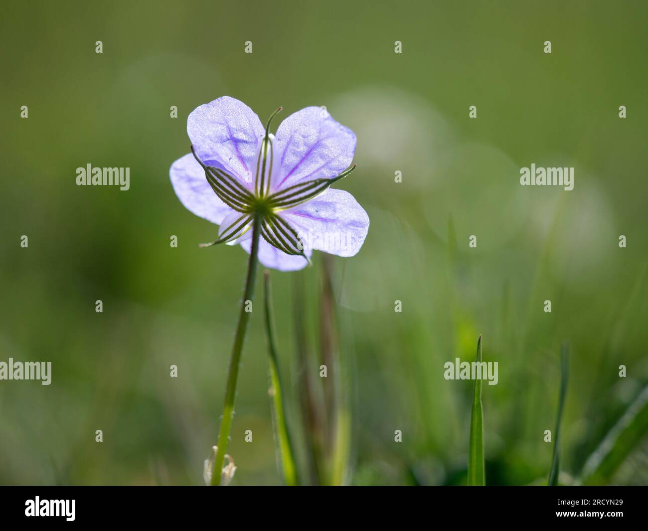 Il becco di cicogna dal becco lungo (Erodium gruinum), Gious Kambos, vicino a Spili, Creta, Grecia Foto Stock