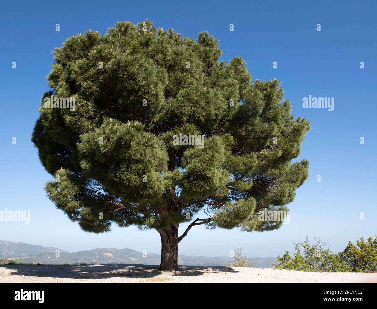 Pino di pietra (Pinus pinea) Altopiano di Omalos, Creta, Grecia Foto Stock