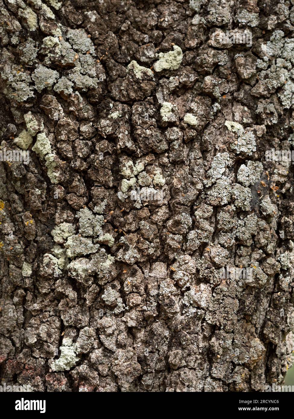 Olivo, (Olea europaea) primo piano di corteccia, Armeni, Creta, Grecia Foto Stock