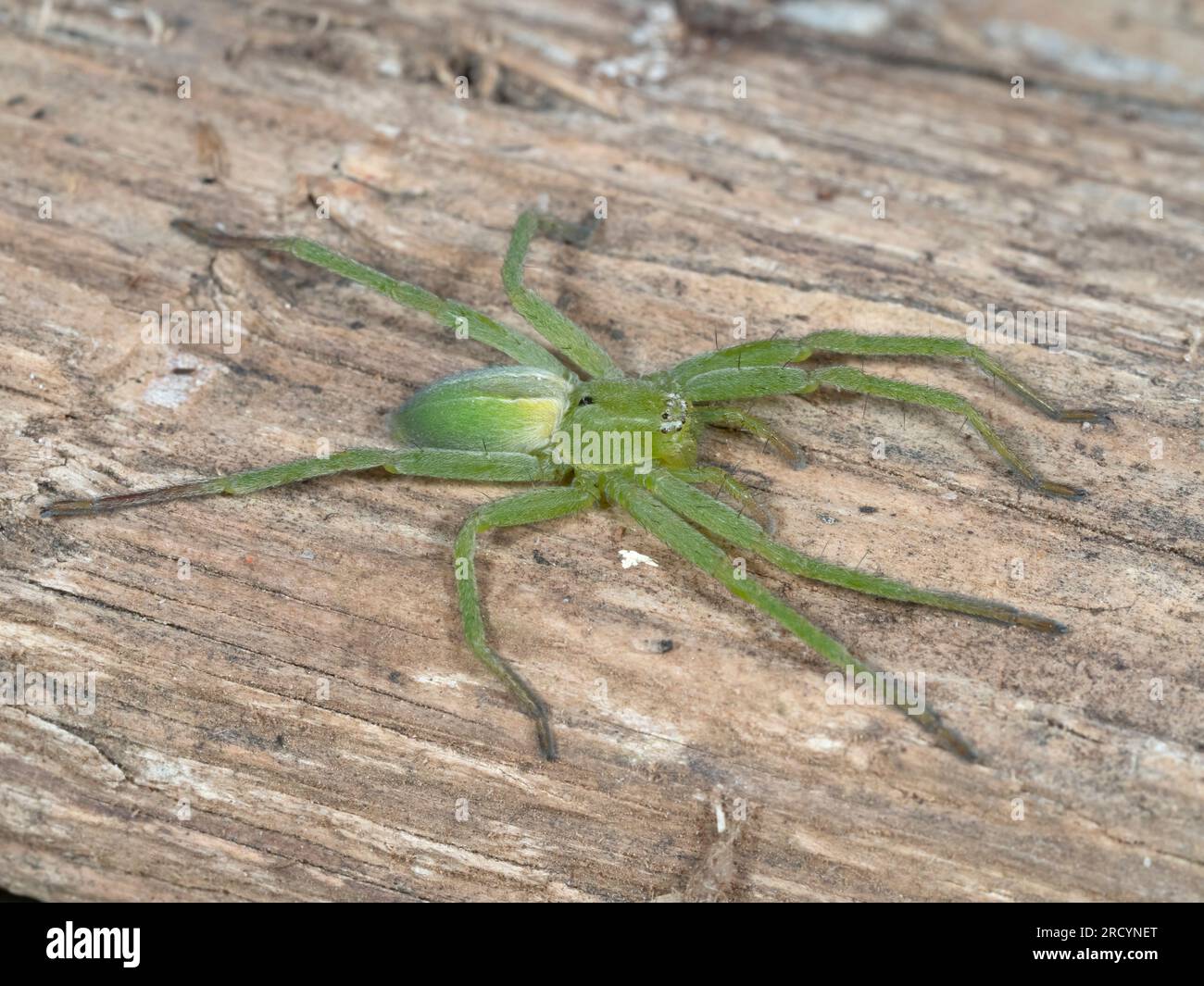 Green Huntsman Spider (Micrommata virescens), femmina, Nr Spili, Creta, Grecia Foto Stock