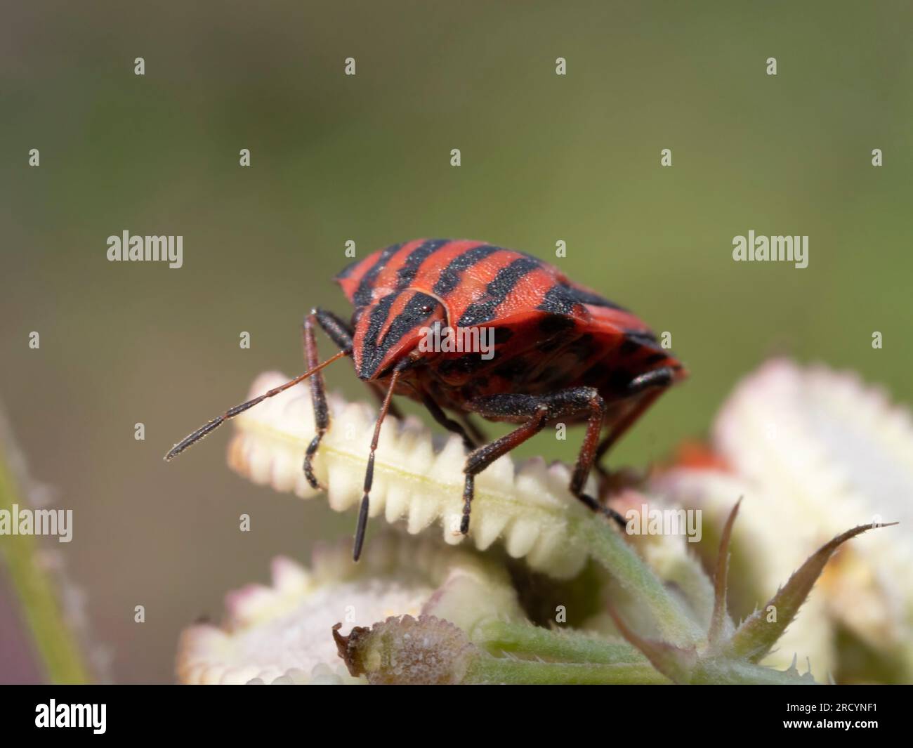 Macchia italiana a strisce / Arlecchino o Minstrel bug (Graphosoma italicum) su semi di Hartwort mediterraneo (Tordymmium apulum), vicino a Spili, Creta, GRE Foto Stock