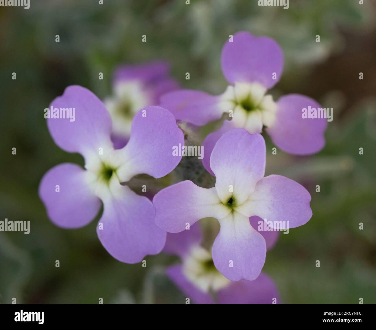Tre corni (Matthiola tricuspidata) un'alofite, vicino a Chania, Creta, Grecia Foto Stock