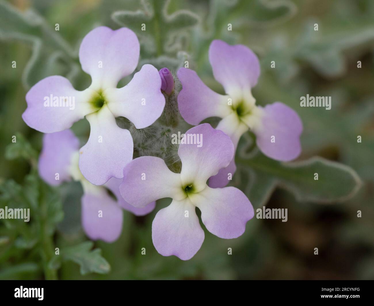 Tre corni (Matthiola tricuspidata) un'alofite, vicino a Chania, Creta, Grecia Foto Stock