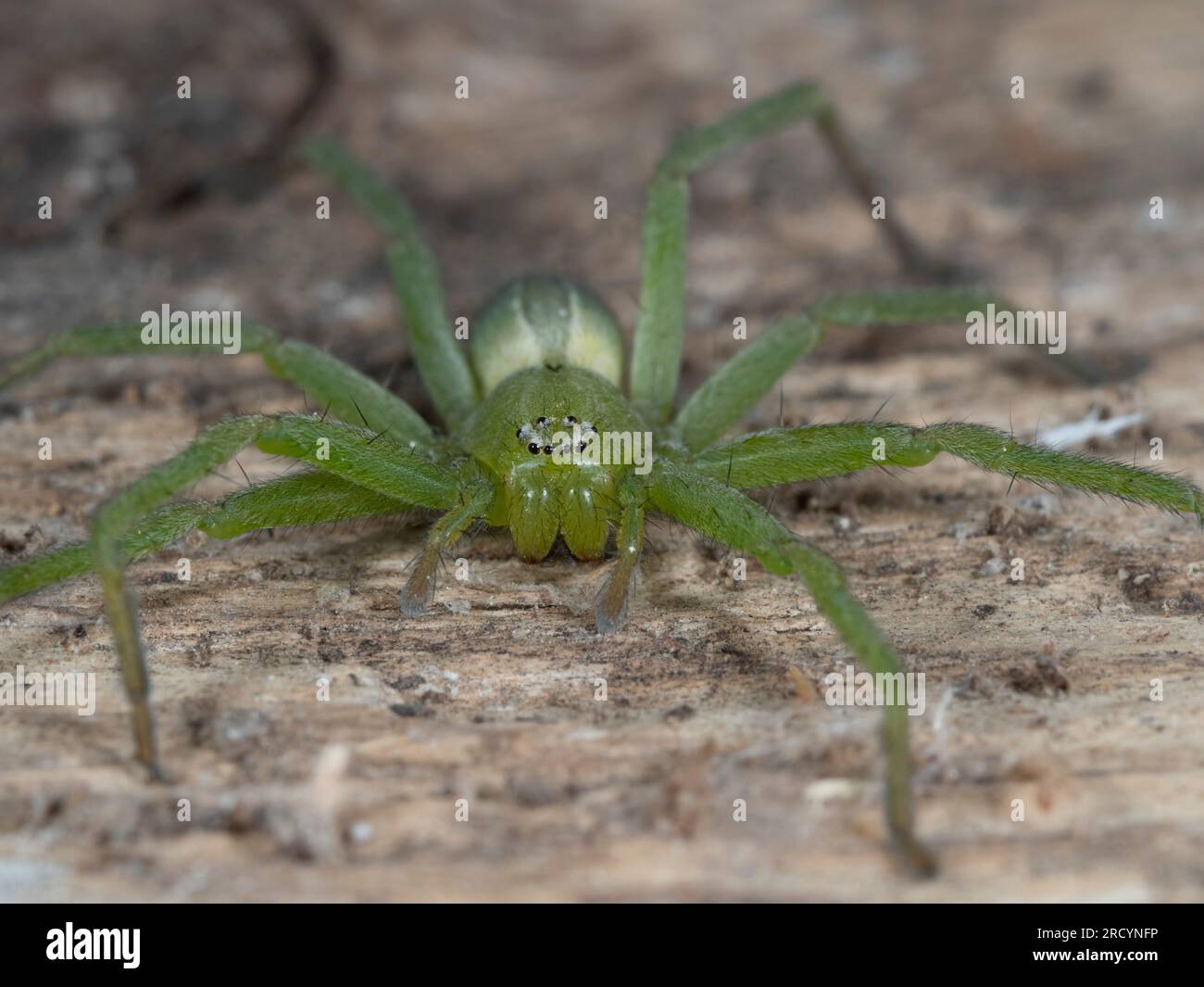 Green Huntsman Spider (Micrommata virescens), femmina, Nr Spili, Creta, Grecia Foto Stock