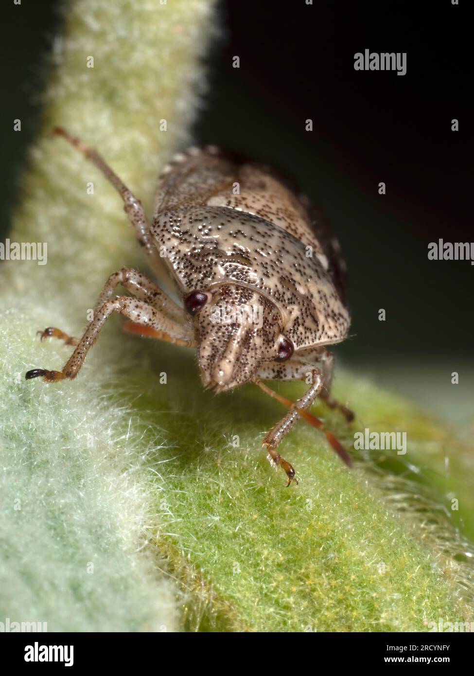 Tartaruga (Eurygaster maura) vicino a Spili, Creta, Grecia Foto Stock