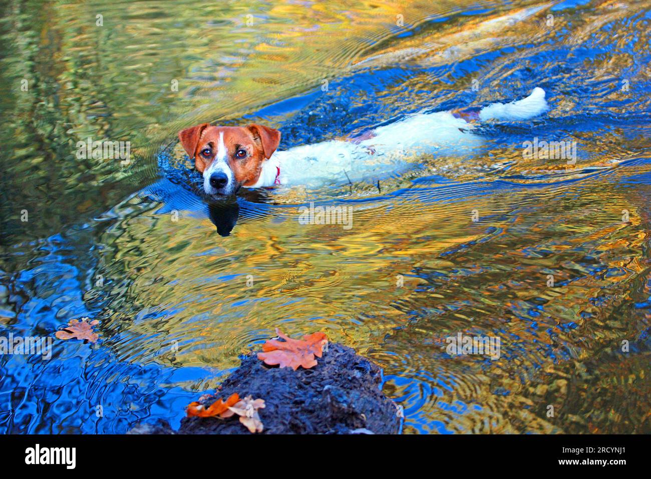 Jack Russell Terrier nuota nel lago dietro Andatra, in autunno Foto Stock