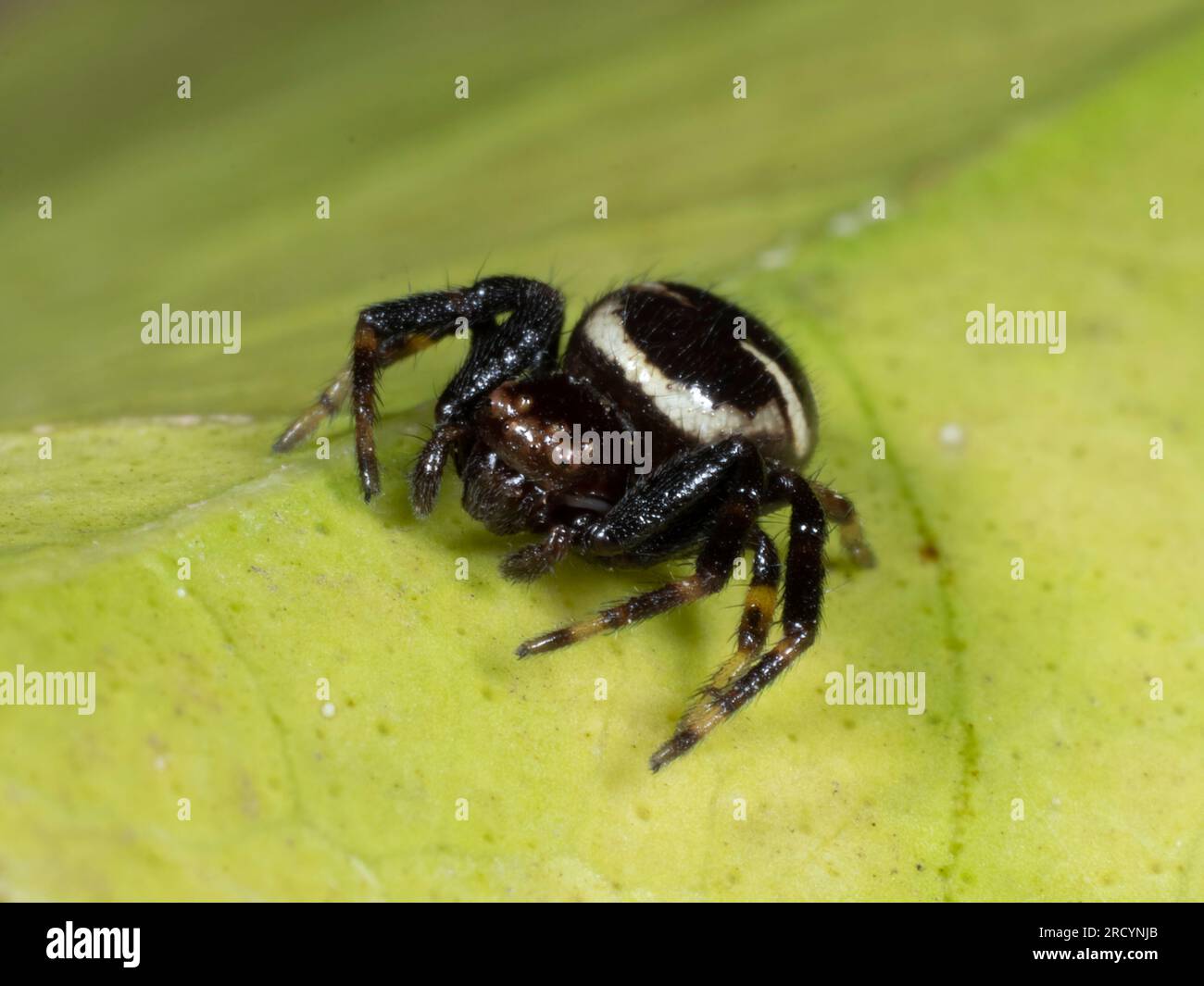 Napoleon Spider (Synema globosum) Creta, Grecia Foto Stock