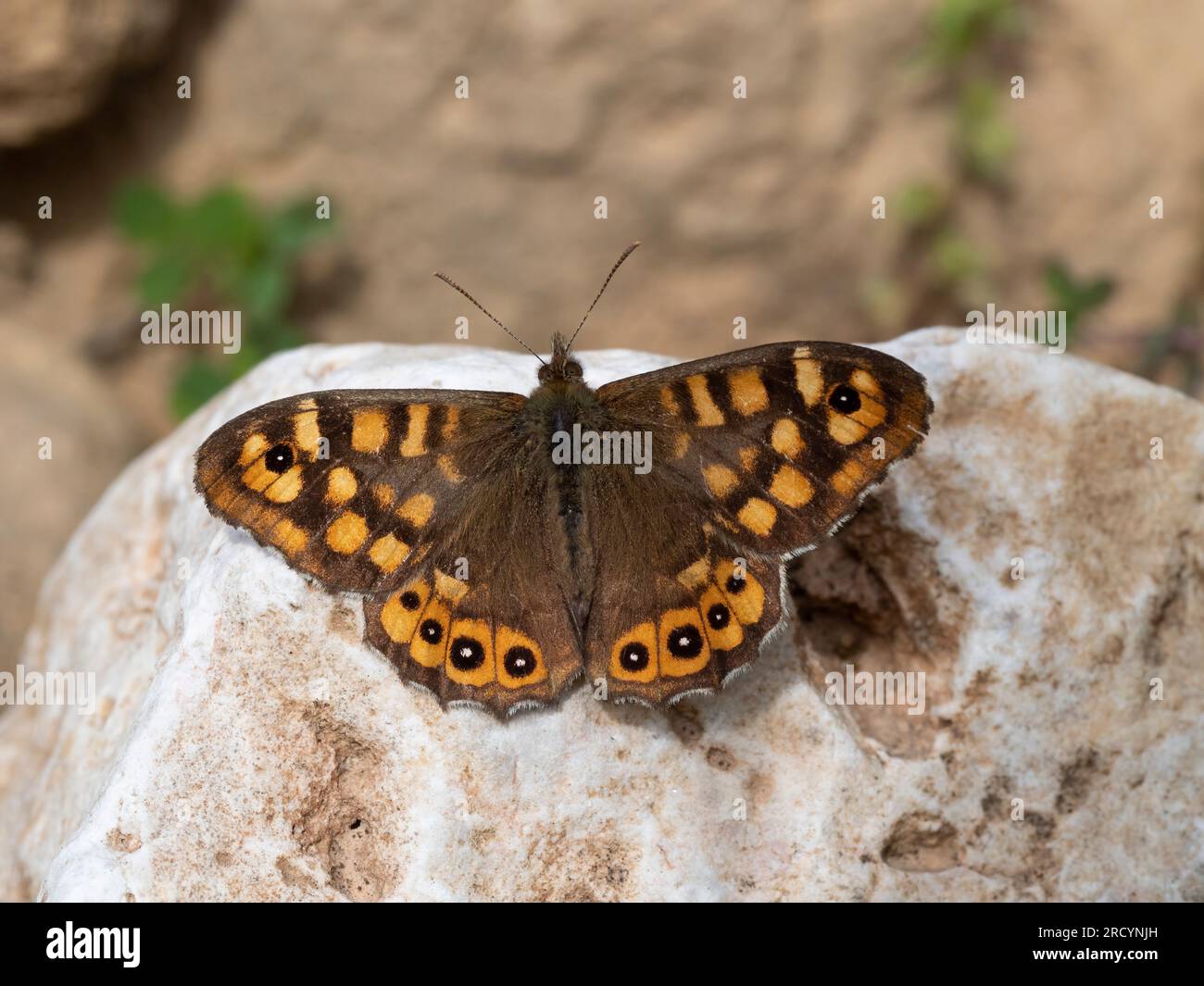 Farfalla di legno speckled (Pararge aegeria) vicino a Spili, Creta, Grecia Foto Stock