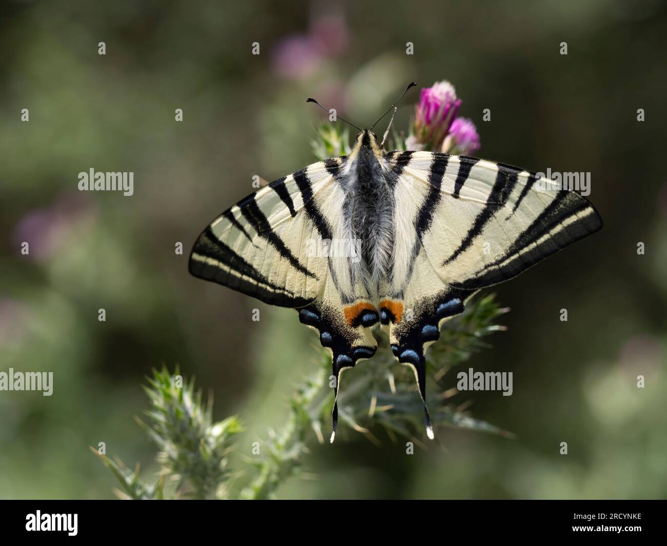Scarse farfalle a coda di rondine (Iphiclides podalirius) sul cardo mariano (Carduus marianus), vicino a Festos, Creta, Grecia Foto Stock