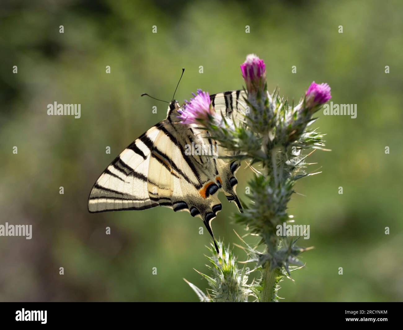 Scarse farfalle a coda di rondine (Iphiclides podalirius) sul cardo mariano (Carduus marianus), vicino a Festos, Creta, Grecia Foto Stock