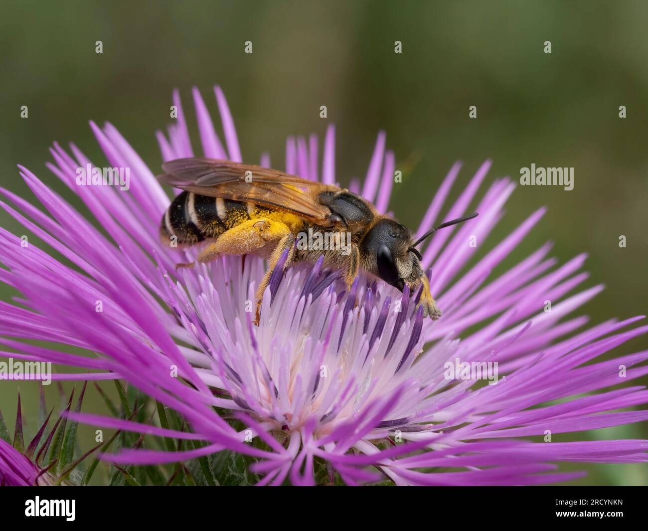 Ape di miele di Creta (Apis mellifera adami) nettare sul cardo di latte (Carduus marianus), vicino a Spili, Creta, Grecia Foto Stock