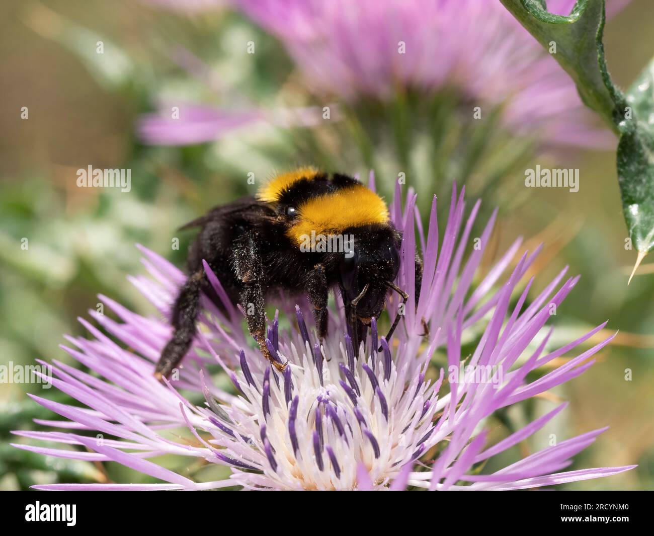 Bumble Bee (Bombus terrestris) nctaring sul cardo mariano (Carduus marianus), vicino a Spili, Creta, Grecia Foto Stock