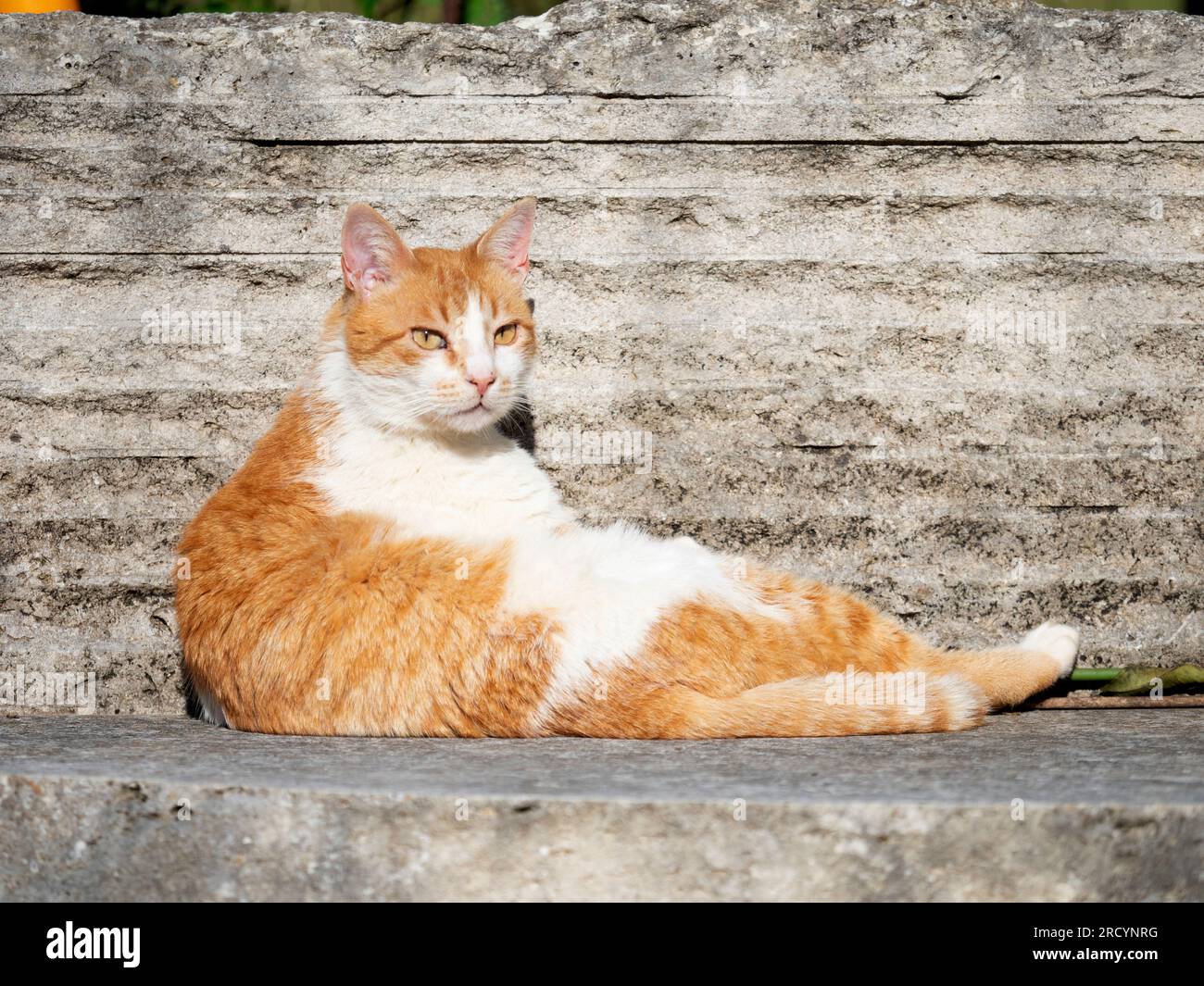 Gatto domestico in giardino (Felis catus) zenzero e colore bianco, Creta centrale, Vrisses Apoloronas Foto Stock