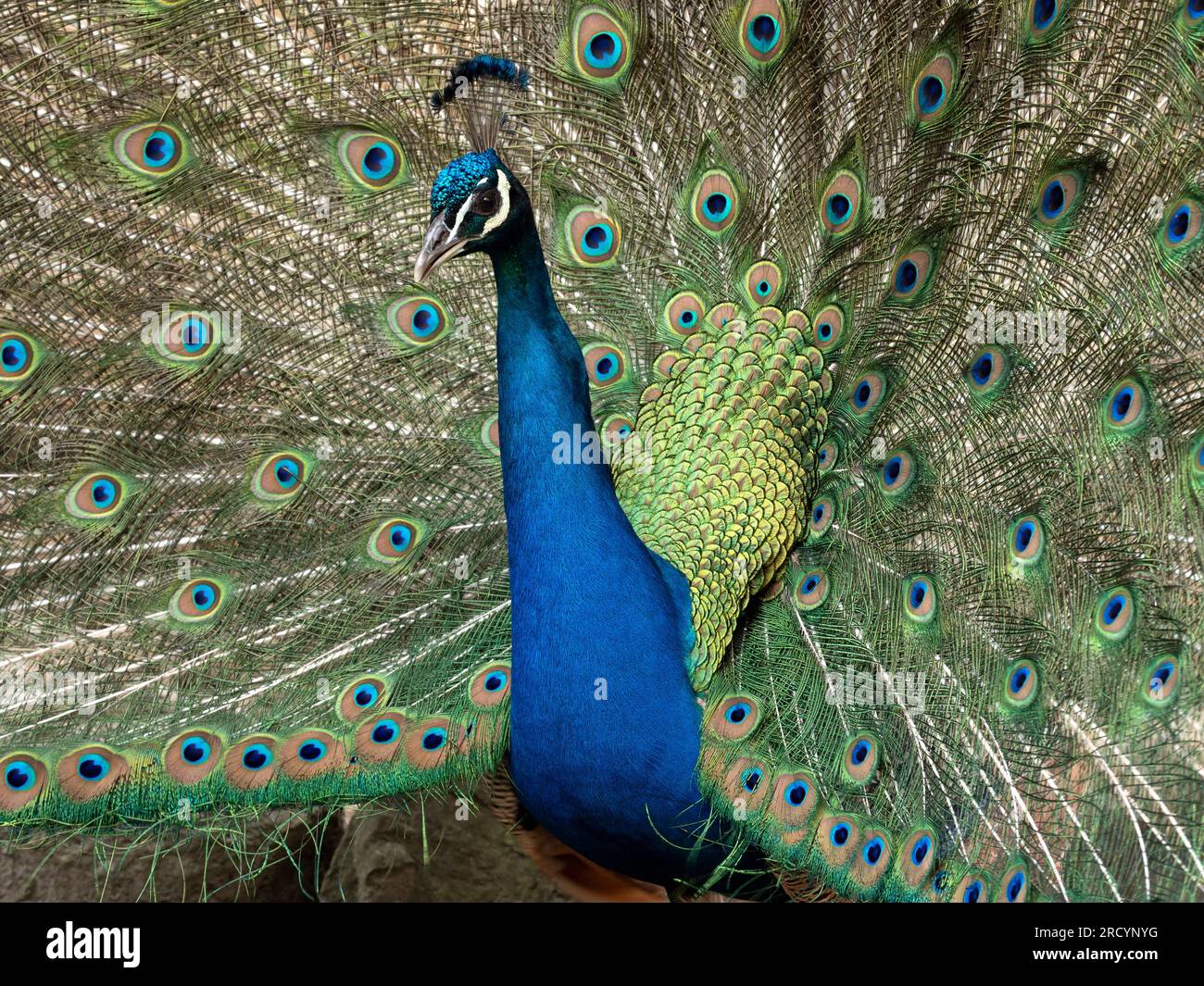 Uccelli selvatici indiani (Pavo cristatus), maschi, pavoni, prigionieri, Creta centrale, visualizzazione delle piume Foto Stock