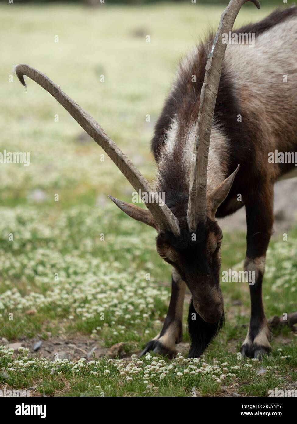 Capra cretese o Kri-Kri o Agrimi o Ibex cretese (Artiodactyla) maschio, che si nutre di fiori, prigioniero, nr Chania Creta Foto Stock