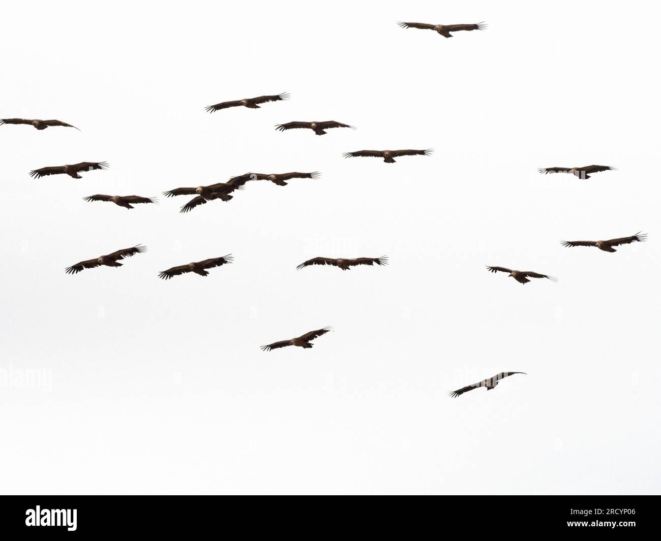 Griffon Vulture (Gyps fulvus) in volo, vicino alla gola di Kourtaliotiko, Creta Foto Stock