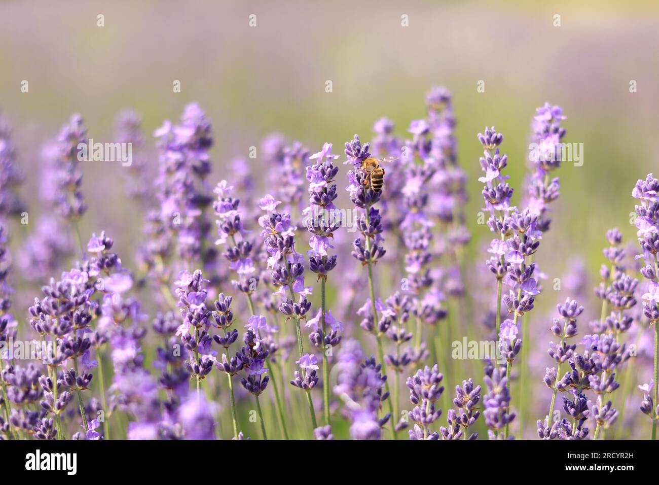 Un'ape su un fiore di lavanda da vicino. Un'ape di miele pollina i fiori di lavanda. Impollinazione di piante da parte di insetti. Fiori di lavanda in un campo da vicino con Foto Stock