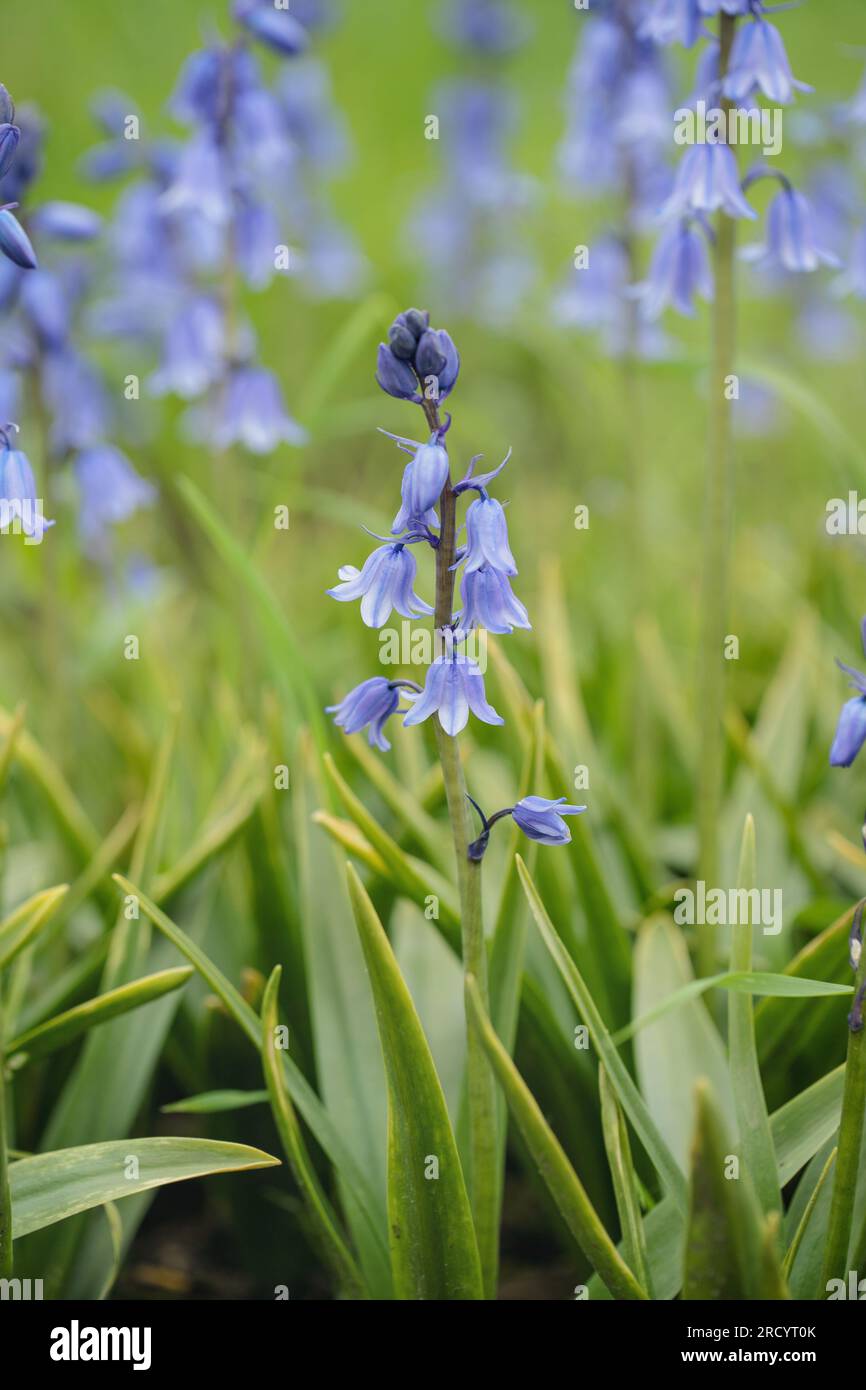 Bluebell spagnolo (Hyacinthoides hispanica). Foto Stock