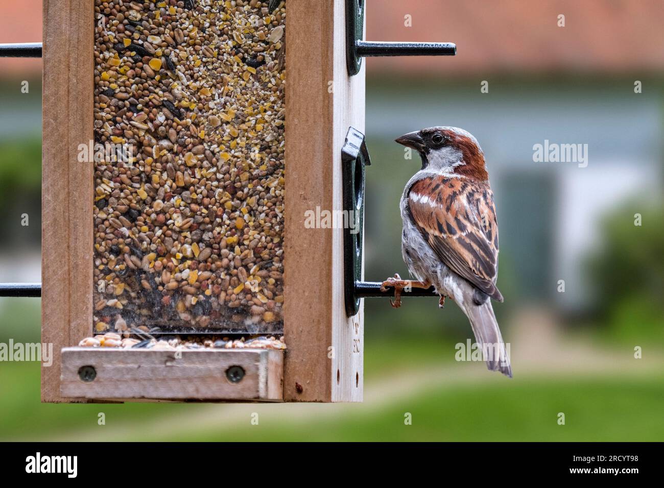 Passero della casa (Passer domesticus) maschio che mangia semi da miscela di semi per uccelli da giardino in alimentatore per uccelli / mangiatoie Foto Stock