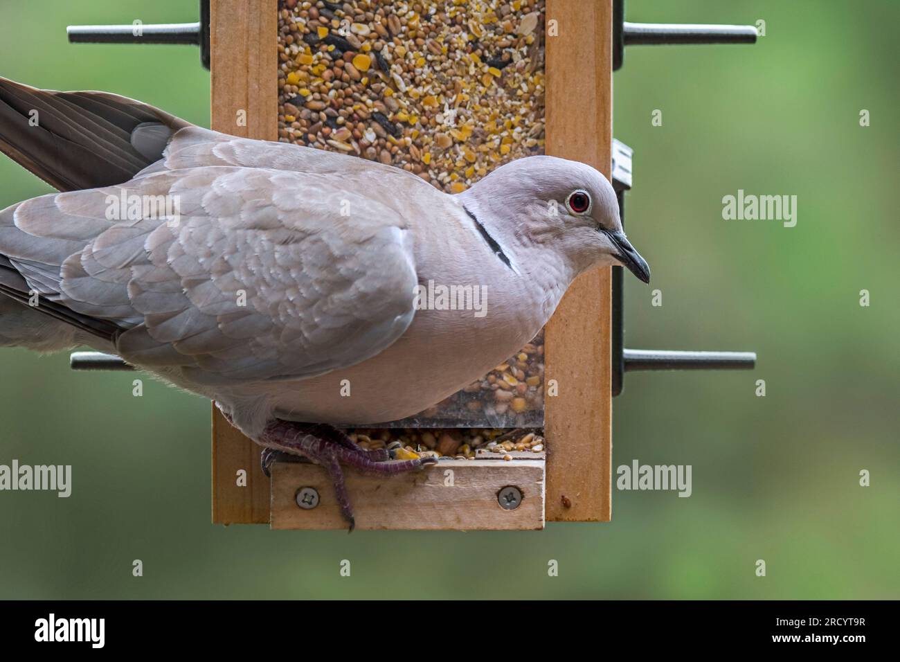 Colomba eurasiatica con colletto (Streptopelia decaocto) che consuma semi da una miscela di semi per uccelli da giardino in un alimentatore per uccelli / mangiatoie Foto Stock