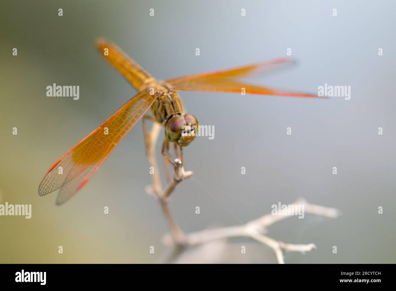 Primo piano Dragonfly arancione seduto sul ramo. Foto Stock