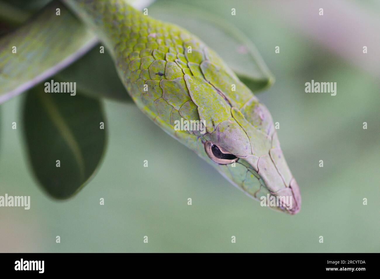 Oriental Whip Snake (Ahaetulla prasina), i nomi comuni includono il serpente di vite asiatico, fotografato a Krabi in Thailandia Foto Stock