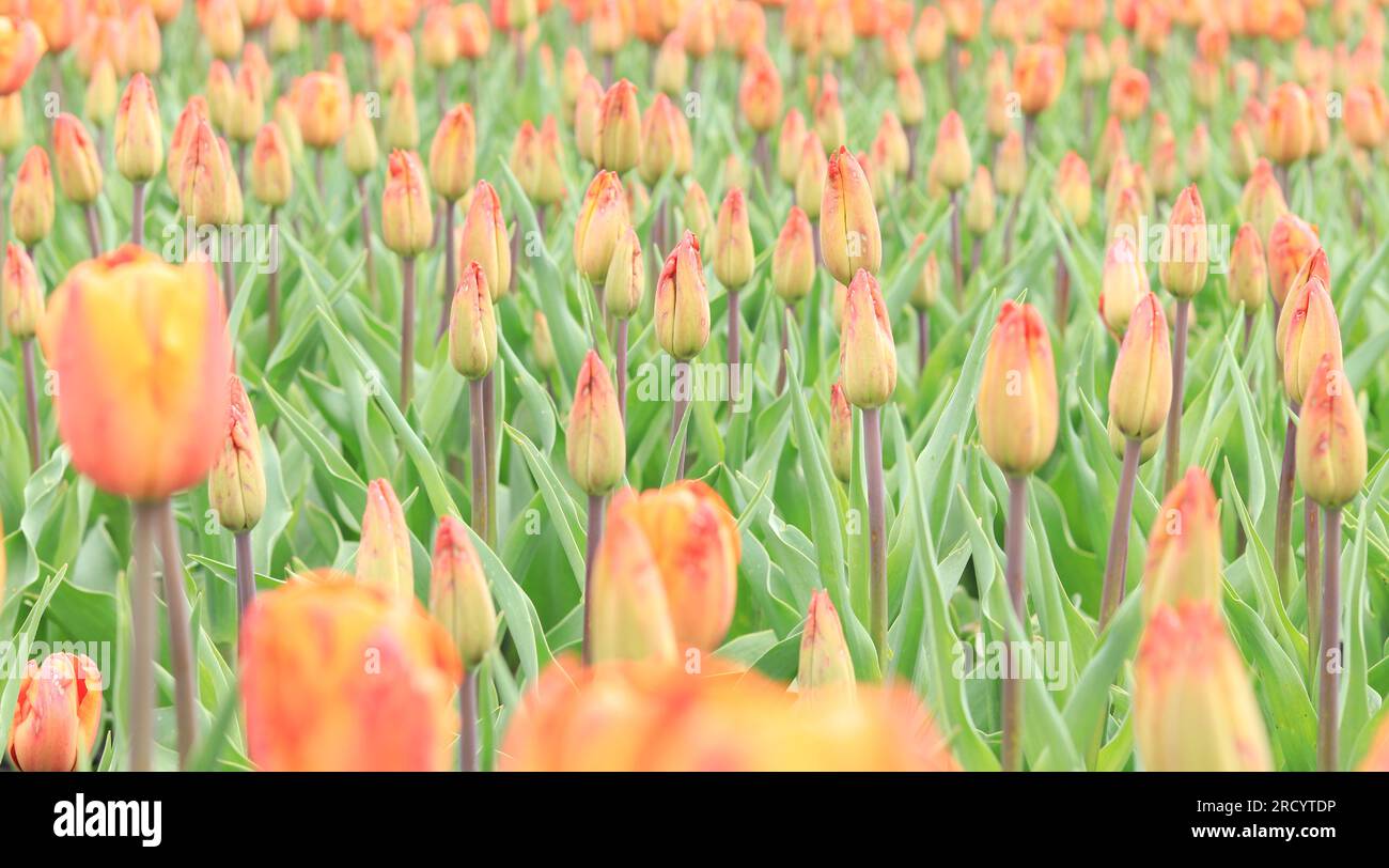 Un campo con tulipani non aperti. Primi piani dei Tulip Buds. Sfondo naturale con fiori primaverili, prato o letto di fiori. Giornata mondiale dei tulipani Foto Stock