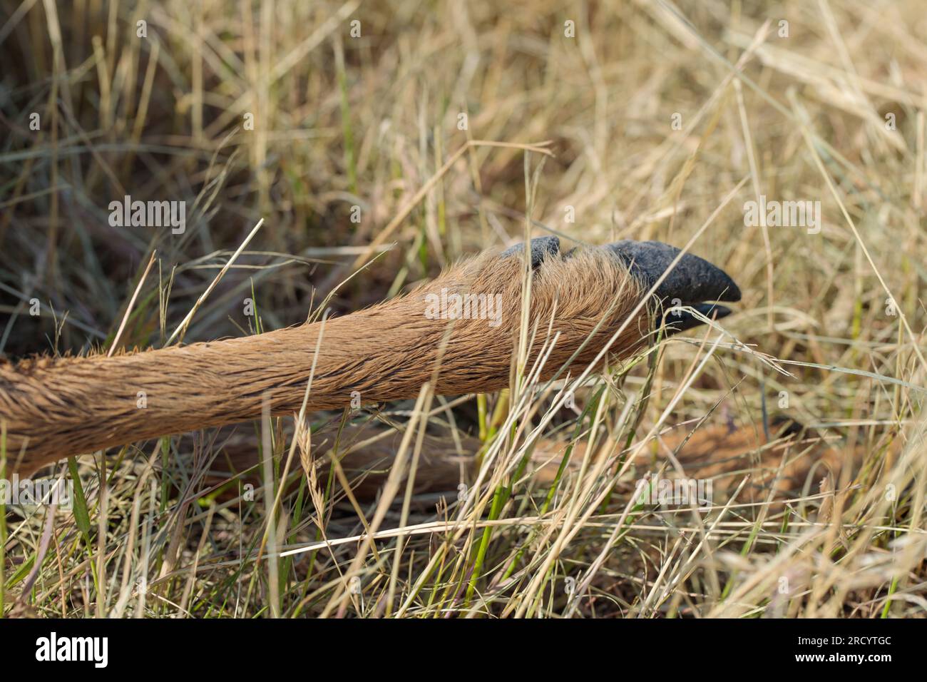 Gamba di un capriolo morto. Roadkill. Foto Stock