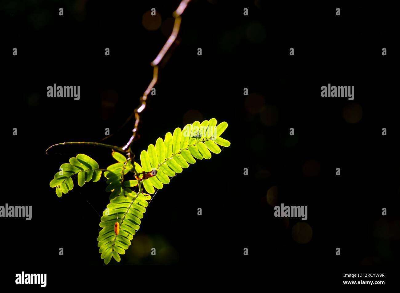 Tamarindo di fiume (Leucaena leucocephala) foglie verdi e silhouette a ragno, con sfondo scuro per sfondo naturale. Foto Stock