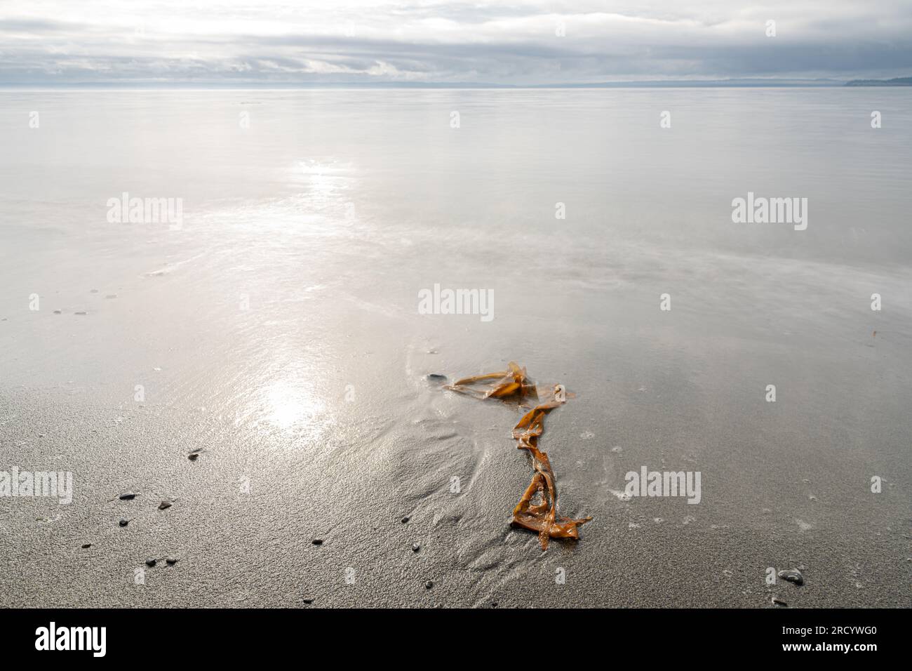 Alghe sulla Admiralty Inlet Beach nello stato di Washington Foto Stock