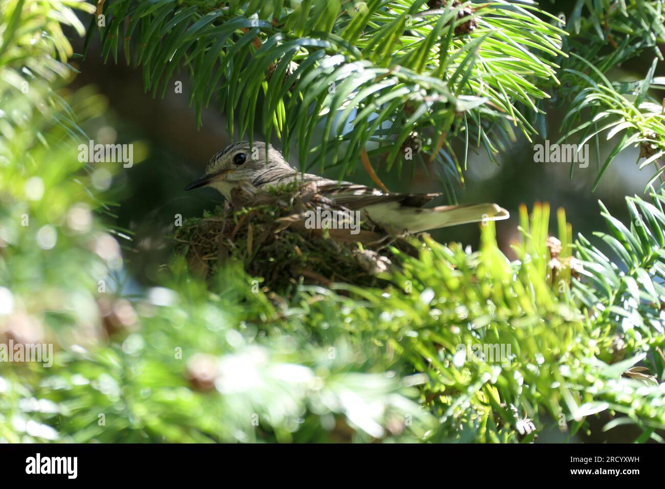 un uccello seduto in un nido. flycatcher Foto Stock