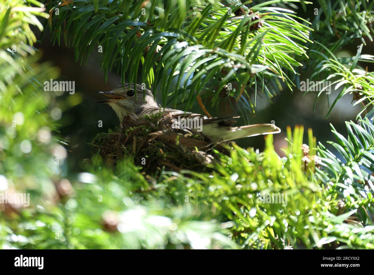 un uccello seduto in un nido. flycatcher Foto Stock