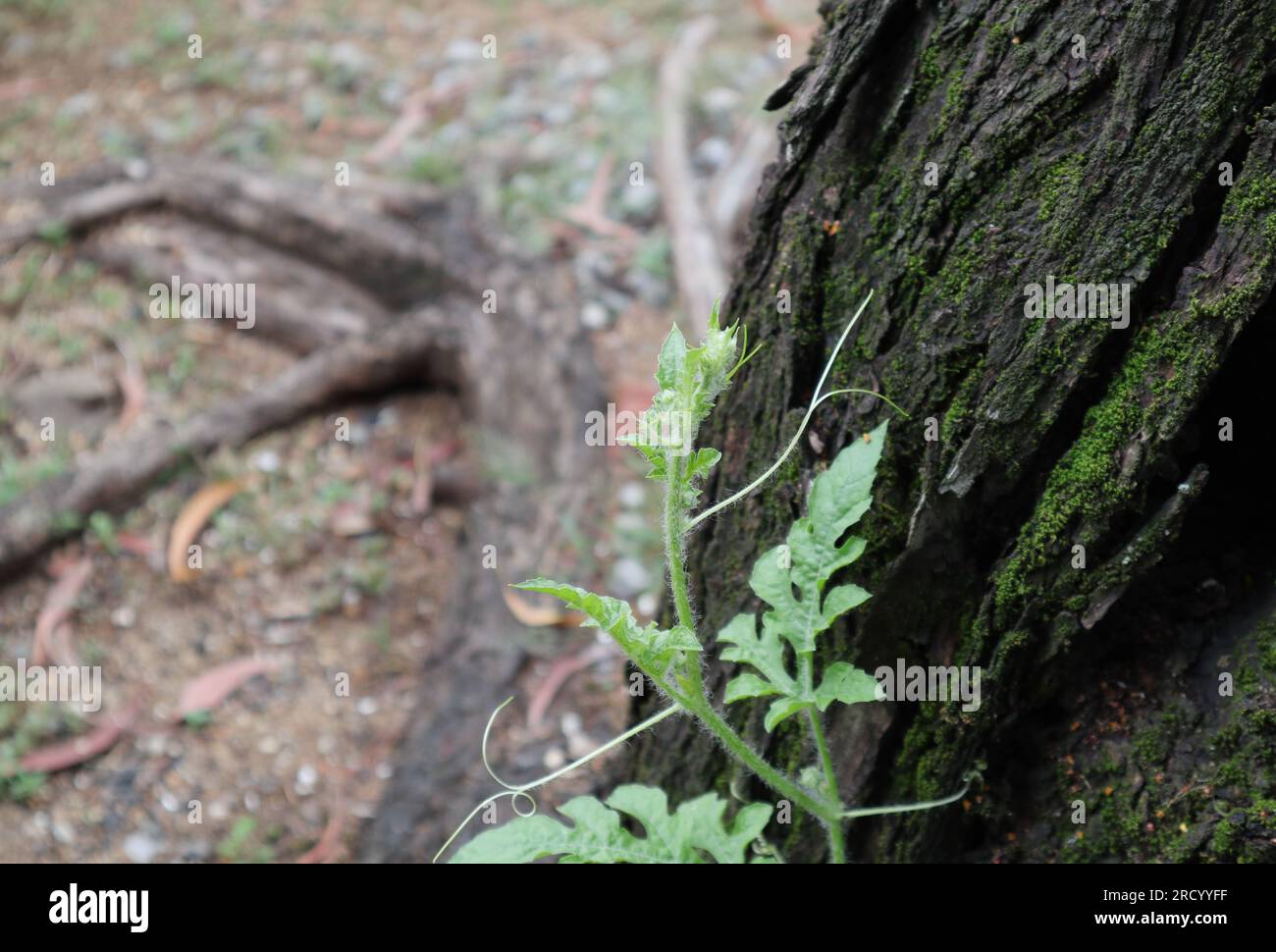 Vista ad alto angolo di una vite di anguria (Citrullus lanatus) che sale con un tronco di Acacia Auriculiformis come supporto Foto Stock
