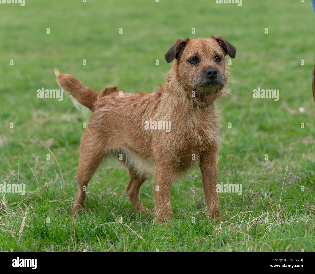 Border terrier x jack russell Foto Stock