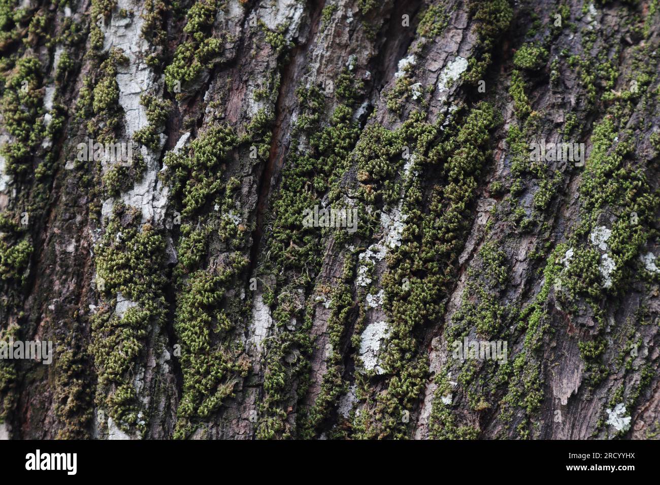 Vista ravvicinata della corteccia solcata di un tronco di Acacia Auriculiformis con i muschi verdi e i licheni bianchi Foto Stock