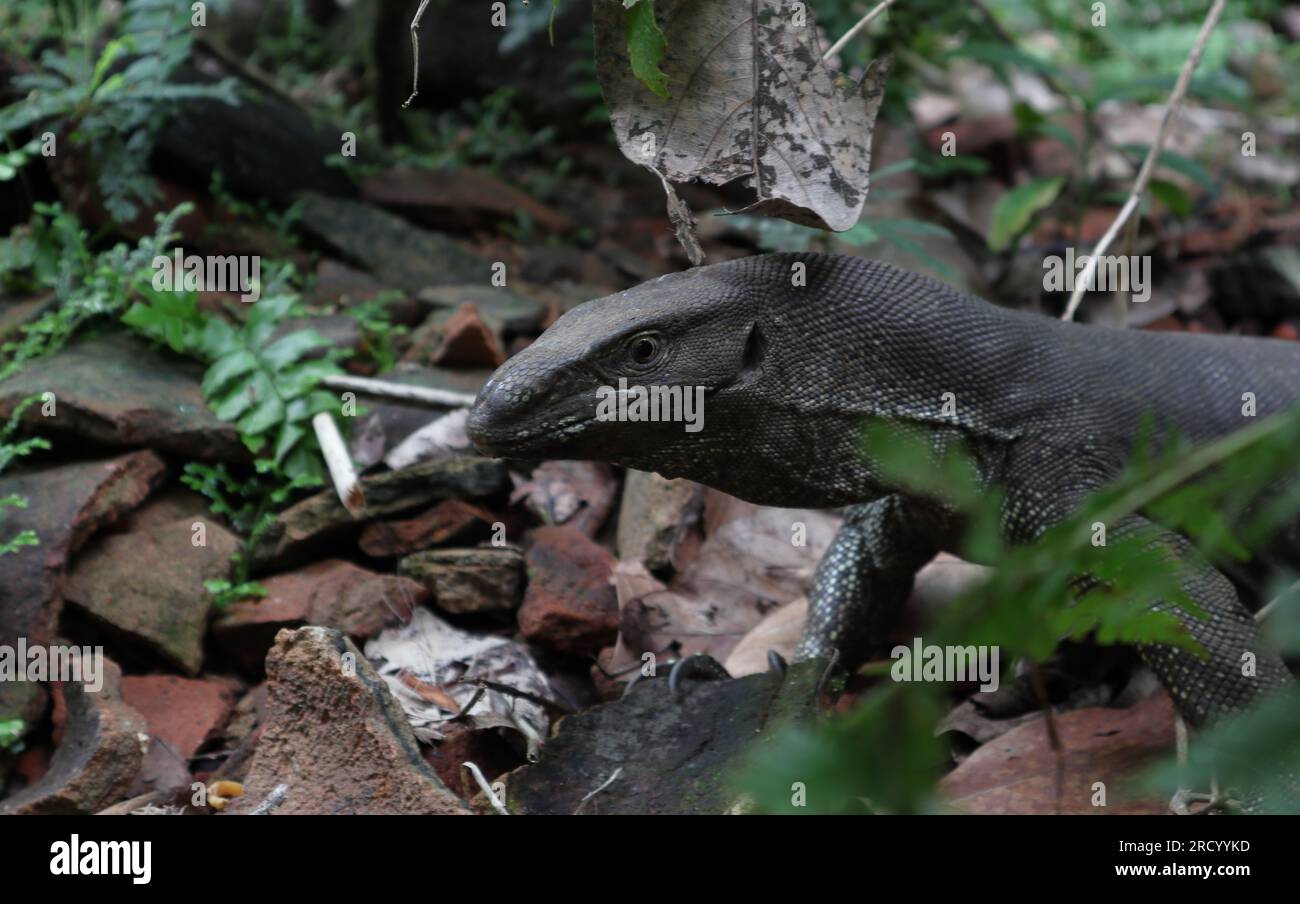 Vista ravvicinata della testa di una lucertola monitor del Bengala (Varanus bengalensis) , questa lucertola è conosciuta anche come il monitor della Terra e sta strisciando per terra Foto Stock