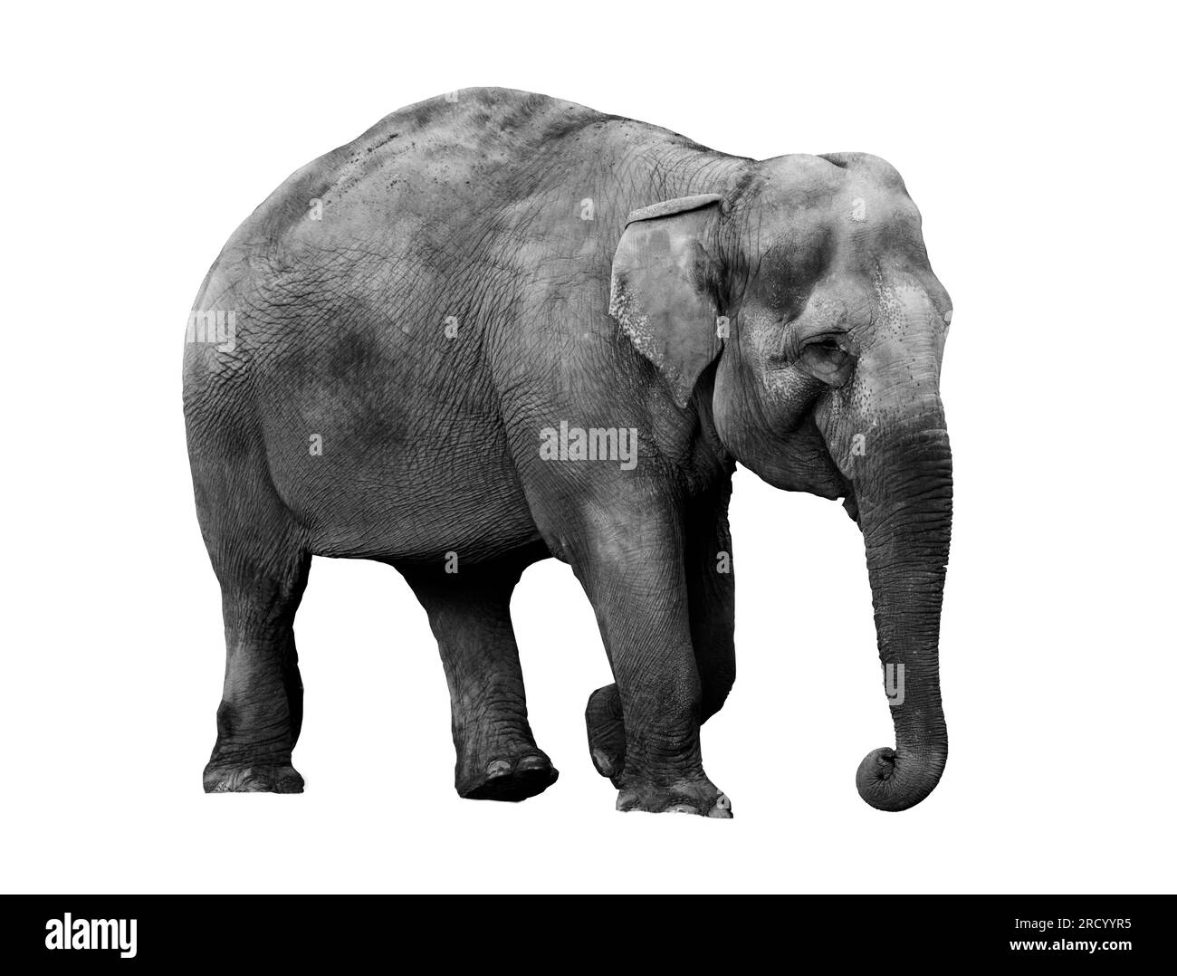 Ritratto in bianco e nero di un elefante africano su sfondo bianco. Animale selvatico. Foto Stock