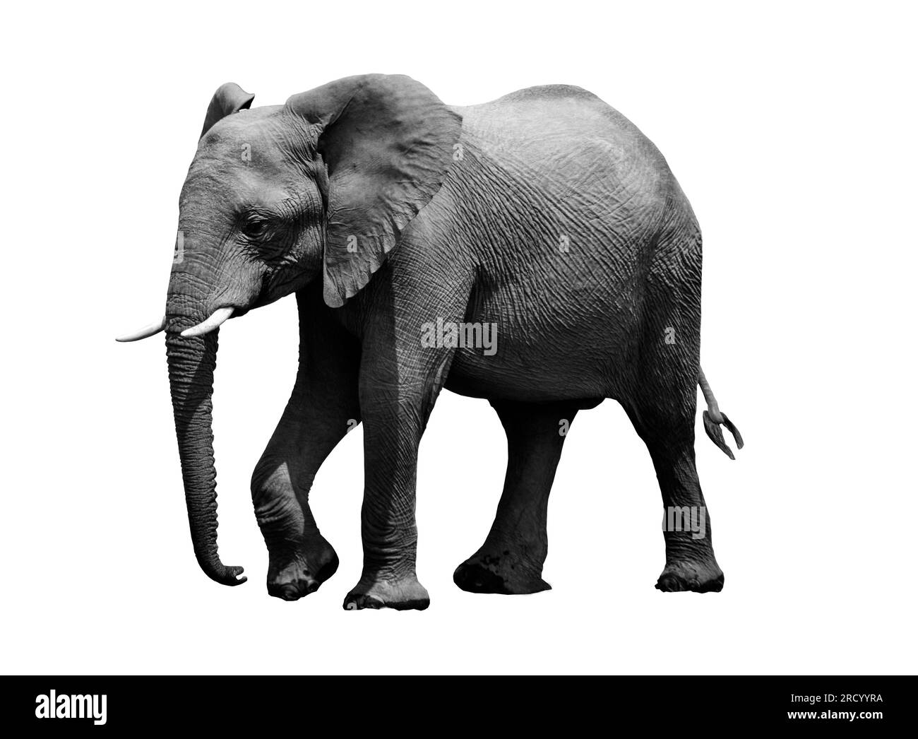 Ritratto in bianco e nero di un elefante africano su sfondo bianco. Animale selvatico. Foto Stock