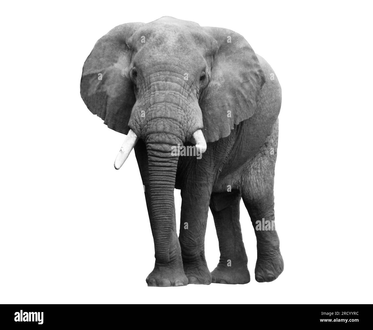 Ritratto in bianco e nero di un elefante africano su sfondo bianco. Animale selvatico. Foto Stock